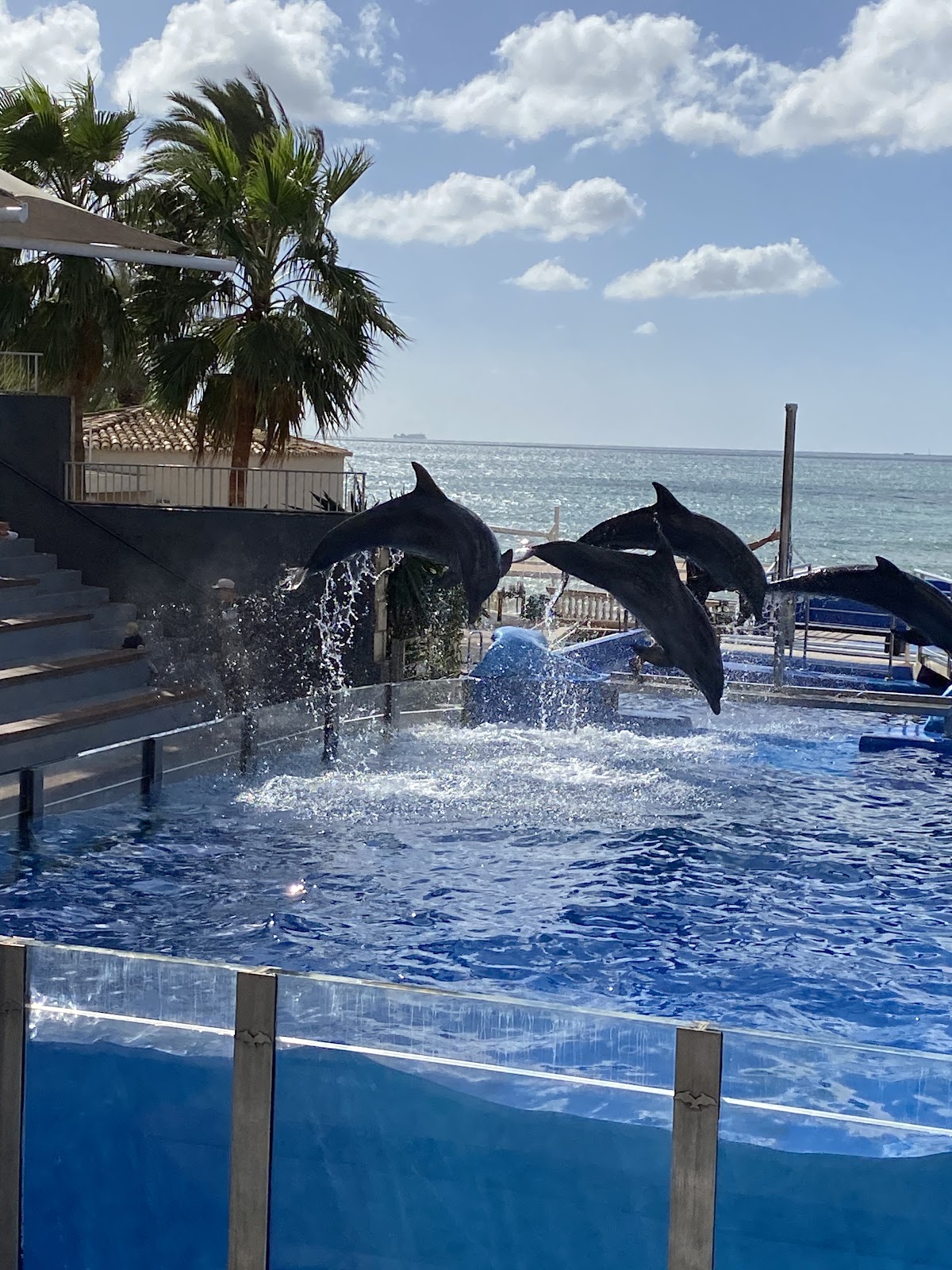 Marineland Mallorca — photo 2 of 5